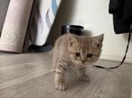 Lieve Britse Korthaar kittens zoeken een warm thuis, Dieren en Toebehoren, Katten en Kittens | Raskatten | Korthaar, Meerdere dieren