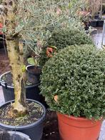 Ilex bollen 80 cm doorsnede van sublime kwalitet nu 129,00, Tuin en Terras, Vaste plant, Bloeit niet, Halfschaduw, Ophalen