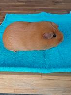 Diverse cavia's mogen verhuizen, Cavia, Meerdere dieren, Tam, September