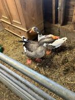 Koppel ganzen (Boerengans en Twentse Landgans), Dieren en Toebehoren, Meerdere dieren, Gans of Zwaan