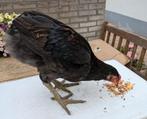 Araucana haan, Dieren en Toebehoren, Pluimvee, Mannelijk, Kip