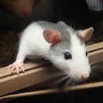 ♥️Gezins ratjes Tam ! ✨️Dumbo Siamese&Husky✨️ 100% ♥️, Rat, Meerdere dieren, Tam, September