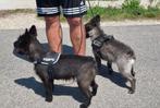 Goed tehuis gezocht mix teefjes (Franse Bulldog X Pumi), Particulier, Rabiës (hondsdolheid), 1 tot 2 jaar, Buitenland