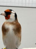 Major putter, Dieren en Toebehoren, Vogels | Kanaries, Mannelijk, Bastaard