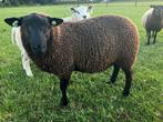 Noordhollander dekram, Dieren en Toebehoren, Schapen, Geiten en Varkens, Mannelijk, Schaap