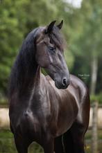 Friese ster merrie, Dieren en Toebehoren, Paarden, Merrie, Gechipt, M, Dressuurpaard