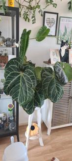 Grote anthurium plant, Ophalen, Overige soorten, Minder dan 100 cm