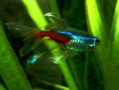 Sluier Neon Tetra bij Koidreams in Valburg, Dieren en Toebehoren, Vissen | Aquariumvissen, Zoetwatervis, Vis