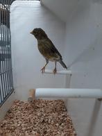 Timbrado-Isabel  Man, Dieren en Toebehoren, Vogels | Kanaries, Mannelijk, Kleurkanarie