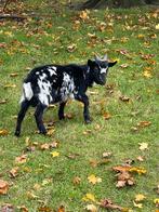 Super lief mini dwergbokje zoekt nieuwe kudde, Dieren en Toebehoren, Schapen, Geiten en Varkens, Mannelijk, Geit
