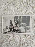 Oude ansichtkaart: Leeuwengroep Burgers' Dierenpark, Ophalen of Verzenden, 1940 tot 1960, Gelopen