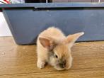 Konijntjes, Dieren en Toebehoren, Konijnen, Meerdere dieren, Dwerg