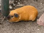 cavia, Dieren en Toebehoren, Cavia, Mannelijk, Mei, Tam