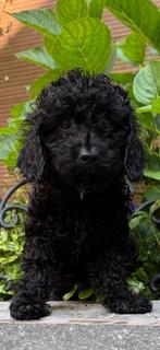 Maltipoo teefje pup x toy poedel Mag NESTJE VERLATEN, Dieren en Toebehoren, Maltezer, Rabiës (hondsdolheid), 8 tot 15 weken, Teef