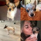 ‼️Chihuahua reu Simba is VERMIST !!! Vanaf 8 augustus ‼️, Dieren en Toebehoren, Rabiës (hondsdolheid), Reu, Eén hond, Chihuahua