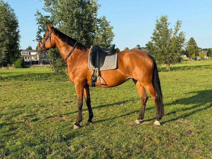 2 mega goede fokmerrie’s en jonge 2.5 jarige, Dieren en Toebehoren, Paarden, Merrie, 11 jaar of ouder, Dressuurpaard