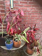 Partij planten alles samen 10 euro, Ophalen of Verzenden, Overige soorten, Minder dan 100 cm