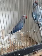 Mooi koppel halsbanden, Dieren en Toebehoren, Meerdere dieren, Parkiet