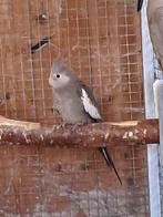 Jonge witmasker valkparkiet, Geslacht onbekend, Parkiet, Tam