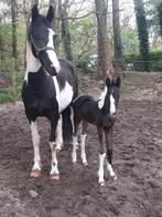 Gezocht: plekje voor merrie met veulen, Dieren en Toebehoren, Pony's, Merrie, E pony (1.48m - 1.57m), Recreatiepony, 3 tot 6 jaar