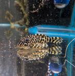 L134 Leopard Frog Pleco, Vis, Zoetwatervis