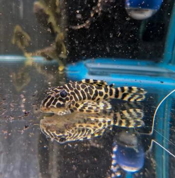 L134 Leopard Frog Pleco  beschikbaar voor biedingen