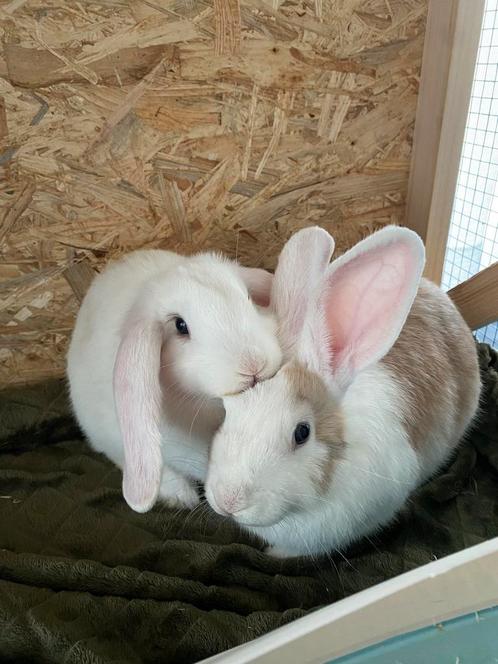 2 konijnen te koop!, Dieren en Toebehoren, Konijnen, Groot, Vrouwelijk, 3 tot 5 jaar