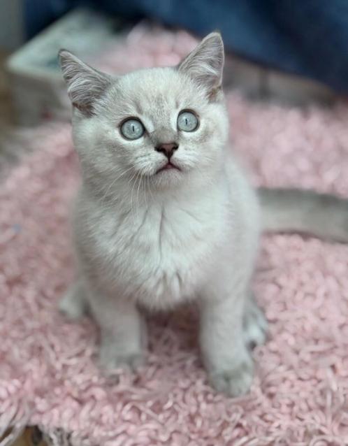 Brits korthaar, Dieren en Toebehoren, Katten en Kittens | Raskatten | Korthaar, Meerdere dieren, 0 tot 2 jaar, Met stamboom, Gechipt
