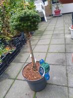 Abies koreana "Silberlocke" C7.5 40CM Stam Dwerg-Den op stam, Tuin en Terras, Overige soorten, Volle zon, Vaste plant, Ophalen of Verzenden