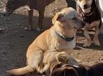 GaGa Animal Care - SPICE (in een gastgezin in Den Velde OV), Dieren en Toebehoren, Honden | Niet-rashonden, Particulier, Rabiës (hondsdolheid)