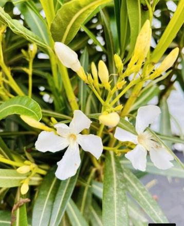 2x witte oleander 150 cm zonder pot gemeten beschikbaar voor biedingen