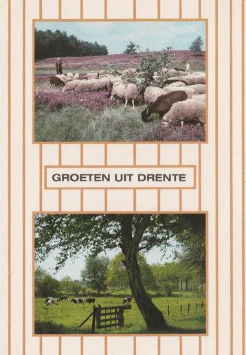 DRENTHE Schaapskudde Weiland Koeien Groeten beschikbaar voor biedingen