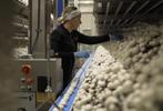 Operator inpakmachines, 33 - 40 uur, Tijdelijk contract