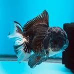 Gezocht , Fancy goldfish Oranda Ranchu, Dieren en Toebehoren, Vis, Zoetwatervis