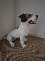 Groot Jack Russel Beeld polystone, Ophalen of Verzenden, Zo goed als nieuw, Dier