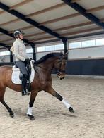 Prachtige dressuurmerrie te koop, Dieren en Toebehoren, Paarden, Merrie, Gechipt, M, Dressuurpaard