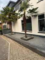 Winterharde palmbomen RUILEN!, Tuin en Terras, Planten | Bomen, Ophalen, Palmboom, 250 tot 400 cm