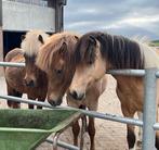 Hierbij bieden wij stalling aan voor ijslandse paarden, Dieren en Toebehoren, Stalling en Weidegang, Stalling