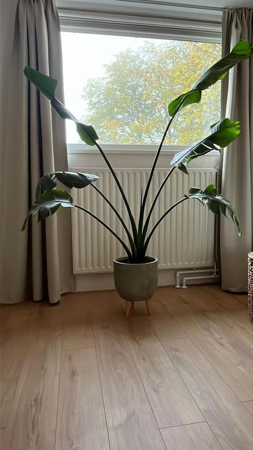 Strelitzia nicolai plant incl pot, Huis en Inrichting, Kamerplanten, Overige soorten, 150 tot 200 cm, Groene kamerplant, Halfschaduw