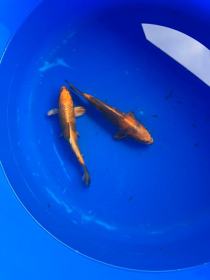 Kin ki utsuri, Dieren en Toebehoren, Vissen | Vijvervissen, Karper of Koi