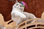 Ametrine – Lilac British Shorthair (c 03, Cinnamon Carrier), Dieren en Toebehoren, Katten en Kittens | Raskatten | Korthaar, Kater