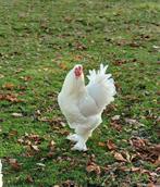 Jonge Brahma haan te koop, Dieren en Toebehoren, Mannelijk, Kip