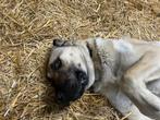 Fijne erfhond, 1 tot 2 jaar, Teef, Groot, Eén hond