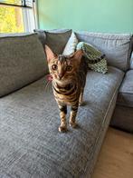 Nieuw huis gezocht voor onze 2 bengaalse katten, Poes, Gechipt