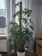 philodendron pedatum op mosstok, Huis en Inrichting, Kamerplanten, Overige soorten, 100 tot 150 cm, Halfschaduw, Ophalen