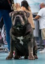 American Bully XL-XXL Tri color dekreuen, Rabiës (hondsdolheid), Reu, Meerdere, 3 tot 5 jaar