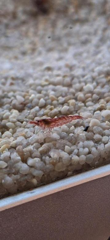 rode garnalen neocaridina beschikbaar voor biedingen