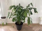 Caryota Mitis palm, Ophalen, 100 tot 150 cm, Palm, Halfschaduw