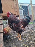 Wyandotte kriel haan, Dieren en Toebehoren, Pluimvee, Mannelijk, Kip