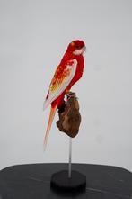 Opgezette prachtrosella - Wildernis Atelier, Ophalen of Verzenden, Nieuw, Vogel, Opgezet dier